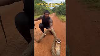 How to Tell if a Snake Was Venomous Or Not 🐍 shorts snake [upl. by Uhej]