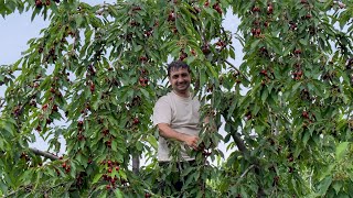 HARVESTING OXHEART AND WHITE CHERRY FROM THE GARDEN GRANDMA COOKING CHERRY JAM AND COMPOTE [upl. by Erdied]