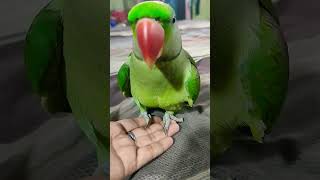 Mera pyaara mitthu 🤪🦜🧿ytshorts parrot birds trendingshorts funny ringneckparrot [upl. by Sandberg]