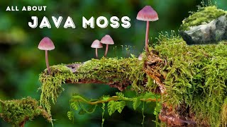 Java Moss Aquarium  Java Moss Care  Javamoss javamossaquarium javamosscare [upl. by Initof]