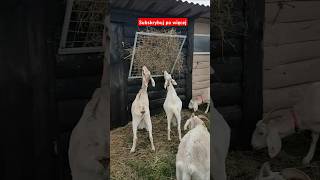 Nowoczesny paśnik za 3 grosze😁 goat farma szalonyfarmer vlog animals farmlife [upl. by Jeramey]