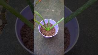 How to grow aloe vera plant shorts [upl. by Ahsemak]