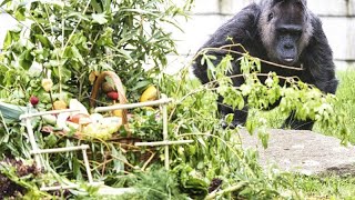 Schon seit vor der Mauer in Berlin  Ältester Gorilla der Welt Fatou feiert 67 Geburtstag [upl. by Eikcin]