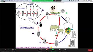 CICLO BIOLOGICO DE FASCIOLA HEPATICA [upl. by Elahcim750]