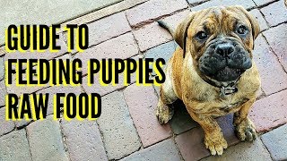 Guide To Feeding Puppies RAW Food [upl. by Assirrak]