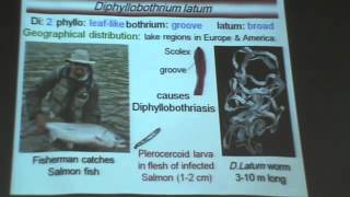 Dr Azza Helminths 5 Diphyllobothrium Latum YouTube [upl. by Anaher76]