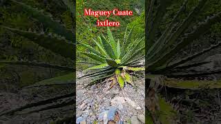 Maguey Cuate de ixtle La Sierra [upl. by Anitap]