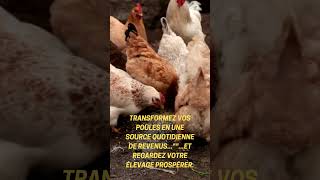 Poules source de revenus quotidien [upl. by Bremen]