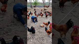 Ganito nila pinaparami ang kanilang mga Manok pagpapaupashortvi pagpaparamingmanokyoutubeshorts [upl. by Leribag]