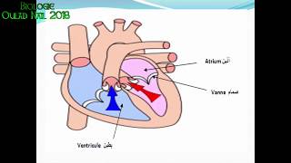 Cours physiologie Animale 2eme année agro–دروس فسيولوجي الحيوان [upl. by Barnaby]