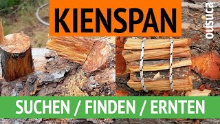 KIENSPAN SUCHEN  FINDEN  ERNTEN am Astaustritt von Kiefern [upl. by Thorma]