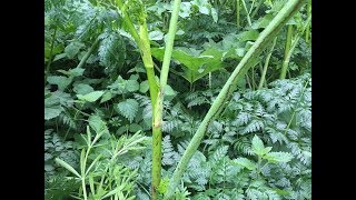 Identifying Hemlock Poison Hemlock Poison Parsley Conium maculatum [upl. by Gilbertson152]