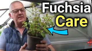 How to Grow Fuchsias Care Propagation amp Fuchsia Standard Training [upl. by Wit]