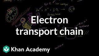 Electron Transport Chain [upl. by Roselani]