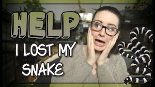 LOST MY SNAKE What to do [upl. by Normac818]