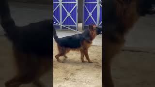 German lovers hazri lgvaen😍😍germanshepherd foryoupage fypシ viral ad foryou Dogs Lover [upl. by Scotney]