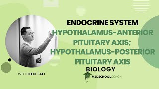 HypothalamusAnterior Pituitary Axis amp Hypothalamus [upl. by Ennayr]