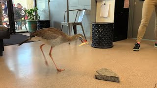 Redlegged seriema preythrashing behavior [upl. by Raffin826]