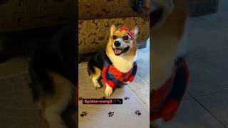 Spidercorgi 🕷️🐾 corgipuppy corgilife corgilove puppy cutedog [upl. by Ingvar]