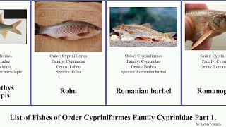 List of Fishes of Order Cypriniformes Family Cyprinidae Part 9 shiner rasbora rutilus barb shark [upl. by Atlanta]