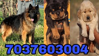 Cheapest puppies market in Dehradun German Shepherd dog in Indiadog hello price market in Haridwar￼ [upl. by Moht582]