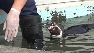 飼育員さんが大好きすぎるペンギンさん🐧 Cute hunboldt penguin【Cute animal videos】【羽村市動物園】 [upl. by Ellered245]