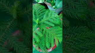 Araucaria plant grow from seed and its care [upl. by Todd]