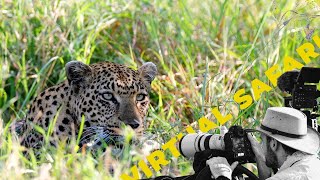 What Happened this Leopards Cubs Virtual Safari  216 [upl. by Nomaj]