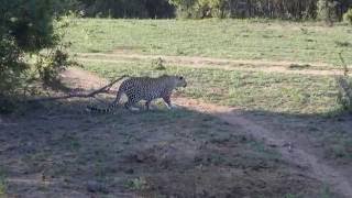 Greater Kruger Leopard kills Warthog [upl. by Klug]