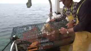 Lobster catching and cooking in New England [upl. by Shaylyn]