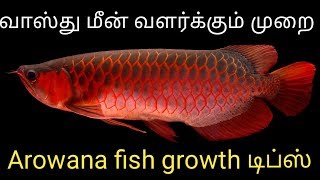 Arowana information in  tamil  tank mates living condition  Fish Aquarium Tamil [upl. by Ennadroj]