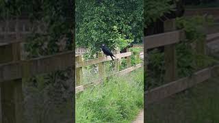 Crow on a fence Sankey canal [upl. by Aznerol99]