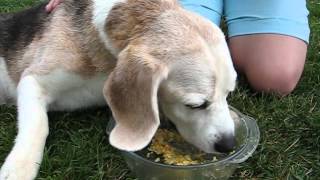 beagle epilepsy  Lafora disease 10082012 [upl. by Carole]