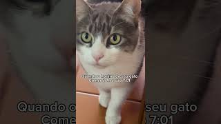 Morrendo de fome ela😅 pets animals humor youtubeshorts shorts love memes gata miau [upl. by Durer]