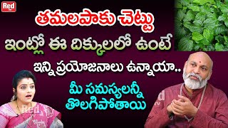 తమలపాకు చెట్టు ఇంట్లో ఈ దిక్కులలో ఉంటే ఇన్ని ప్రయోజనాలు ఉన్నాయా  Nanaji Patnayak  RedTV Bhakthi [upl. by Munshi695]