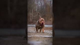 American Pitbull👿 X German shepherd 💀🔥 shorts [upl. by Wack582]