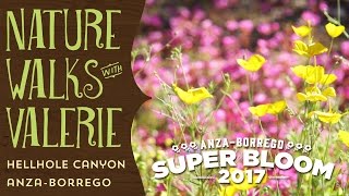 AnzaBorrego Wildflowers  Super Bloom  Hellhole Canyon [upl. by Lombard]