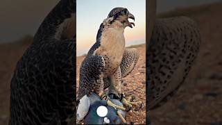 Hawk Attacks a Pigeon  Eats it Alive reaction hawks pigeon viral shorts [upl. by Ewnihc]