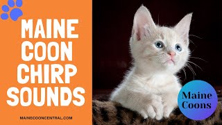 What Does A Maine Coon Chirp Sound Like [upl. by Aicilaanna11]