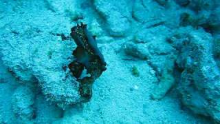 2 flatworms mating underwater [upl. by Survance241]