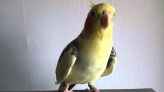 Papiga nimfa Doki Parrot Nymphicus hollandicus [upl. by Dielle]