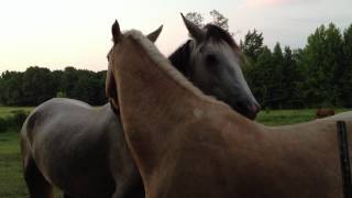 Horses Grooming Each Other Mutual Grooming [upl. by Anrahc]