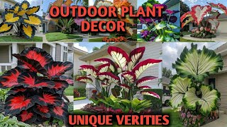 Outdoor plant decor 😍😍 Unique verity tranding youtubevideo viralvideo beautifulplants 1million [upl. by Drof247]