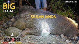 Siulan Janda Wild Boar Hunt Ep322 [upl. by Ardnala]