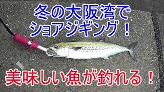 【ショアジギング＃7】冬の大阪湾でも美味しい魚が釣れる？ [upl. by Jo]