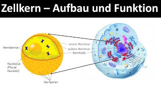 Zellkern  Nucleolus  Aufbau und Funktion Zellorganellen Teil 2  Biologie Oberstufe [upl. by Lectra963]