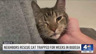 Bodega cat trapped for WEEKS finally rescued by neighbors  NBC New Yorks [upl. by Mendoza468]