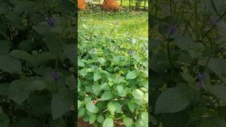 Blue porterweed Stachytarpheta shorts travel nature monteriavillage [upl. by Hen]