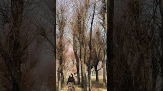 Lost in the trees of Betab valley betabvalley kashmirvalley heaven travel pahalgamkashmir [upl. by Craig]