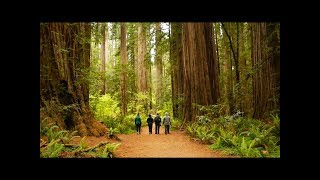 Camping in the Redwoods  Jedediah Smith Redwood State Park [upl. by Rotceh525]